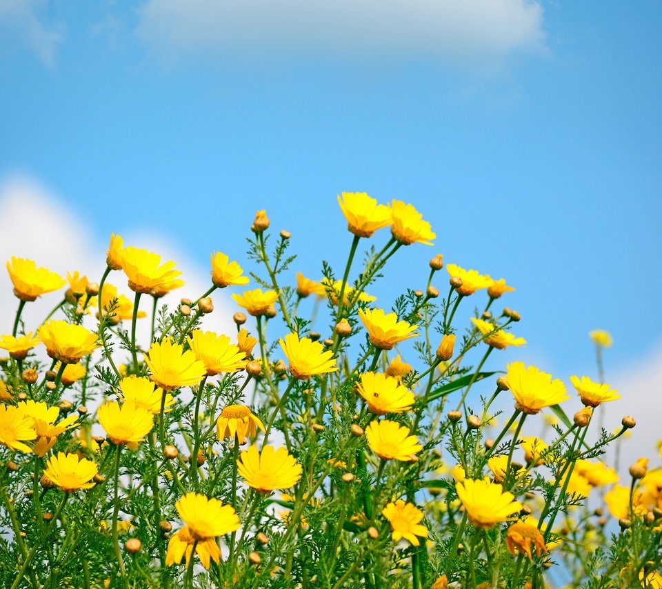 Обои небо, цветы, солнце, поле, весна, желтые, полевые цветы, the sky, flowers, the sun, field, spring, yellow, wildflowers разрешение 4000x2700 Загрузить