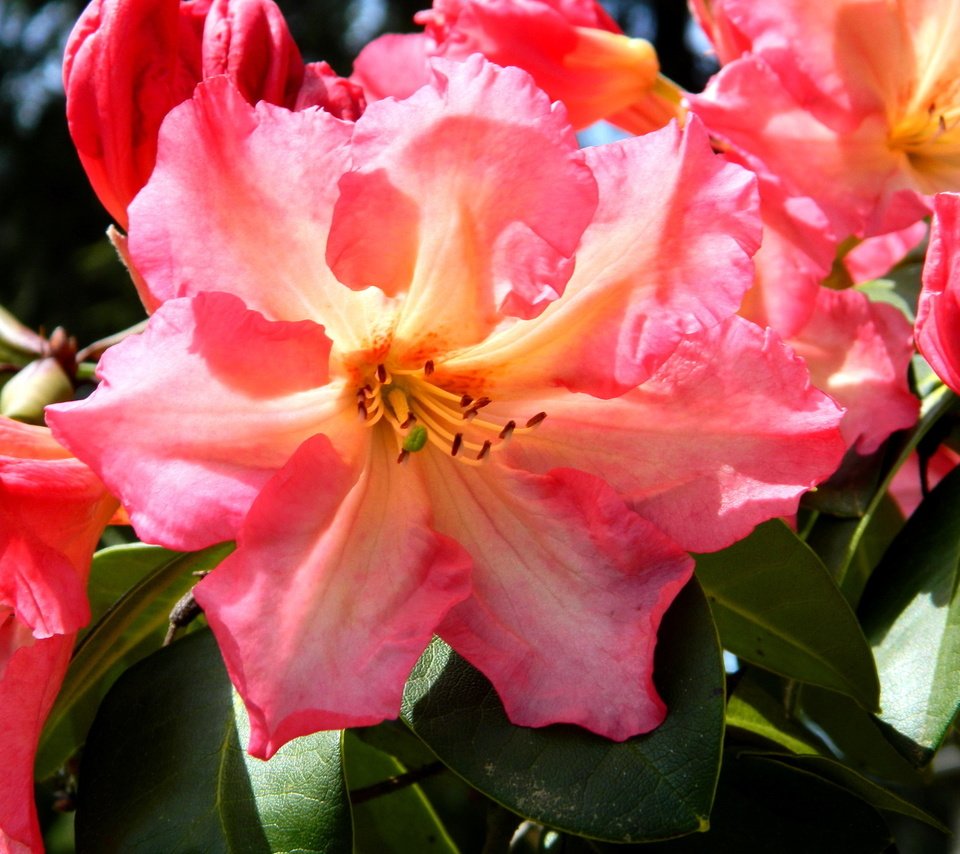 Обои цветы, весна, азалия, рододендрон, flowers, spring, azalea, rhododendron разрешение 1920x1440 Загрузить