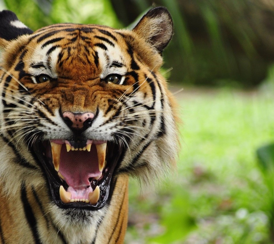 Обои тигр, морда, кошка, ярость, клыки, хищник, пасть, tiger, face, cat, rage, fangs, predator, mouth разрешение 1920x1200 Загрузить