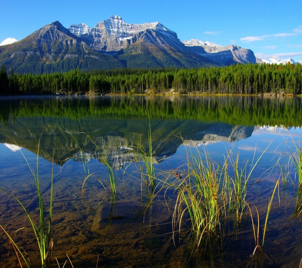 Обои трава, деревья, река, горы, лес, отражение, grass, trees, river, mountains, forest, reflection разрешение 2560x1701 Загрузить