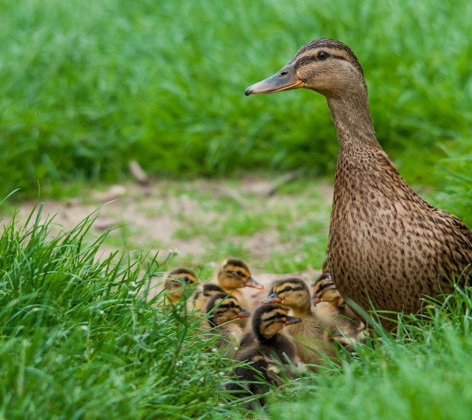 Обои трава, птицы, весна, утята, утка, птенцы, grass, birds, spring, ducklings, duck, chicks разрешение 2048x1280 Загрузить