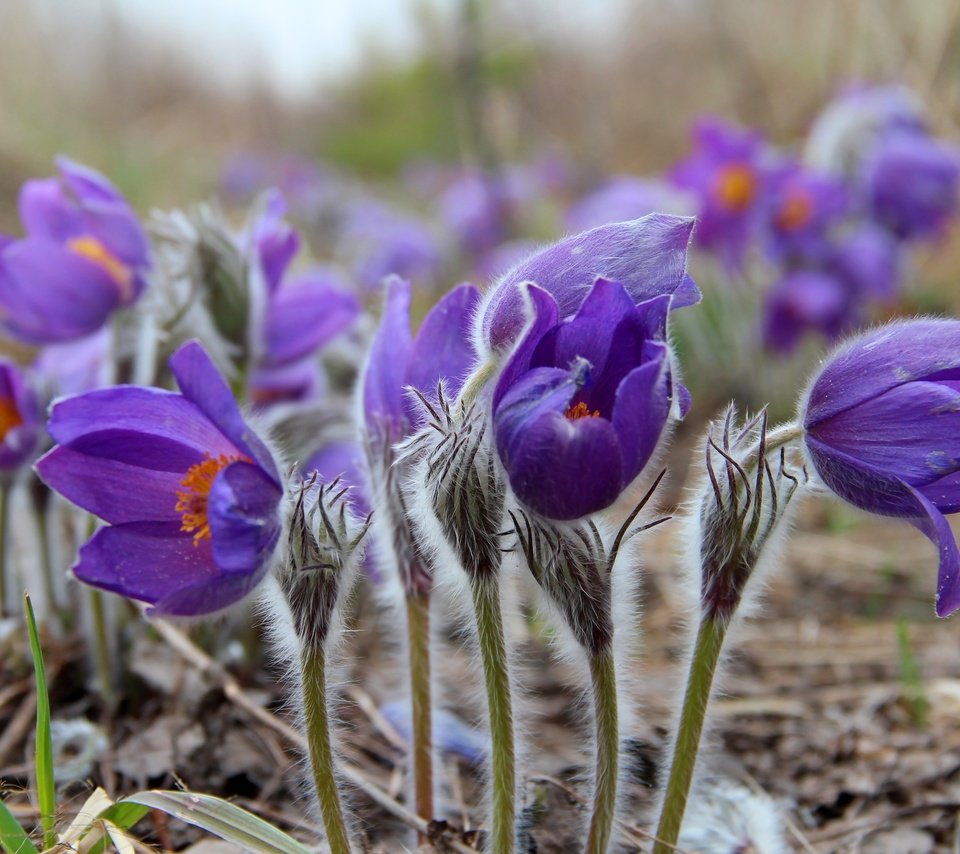 Обои цветы, весна, сон-трава, прострел, flowers, spring, sleep-grass, cross разрешение 3000x2000 Загрузить