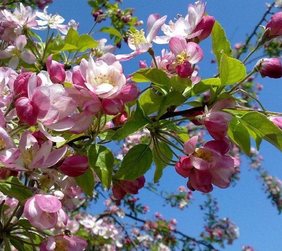 Обои небо, цветение, весна, яблоня, the sky, flowering, spring, apple разрешение 2560x1600 Загрузить