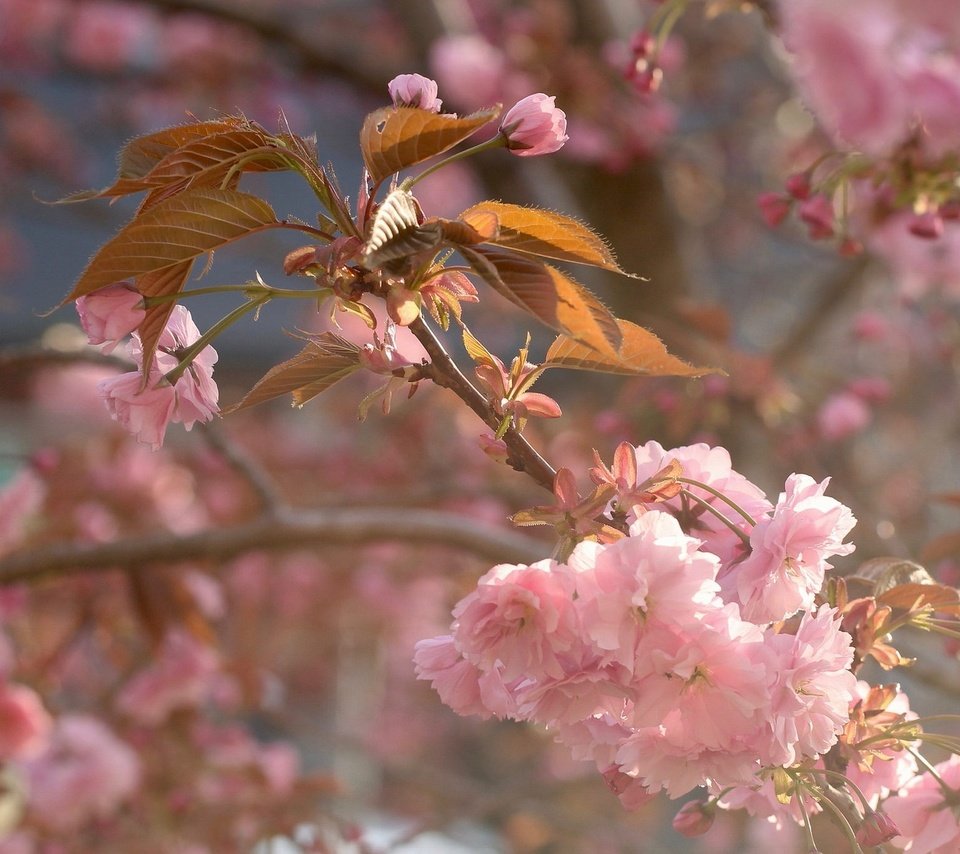 Обои ветка, цветение, макро, весна, вишня, сакура, цветки, branch, flowering, macro, spring, cherry, sakura, flowers разрешение 2048x1363 Загрузить
