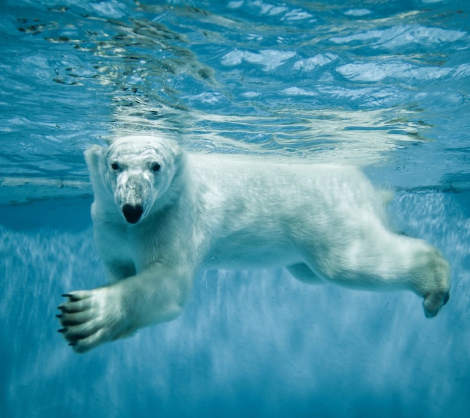 Обои вода, лапы, взгляд, медведь, белый медведь, полярный, северный, water, paws, look, bear, polar bear, polar, north разрешение 2560x1600 Загрузить