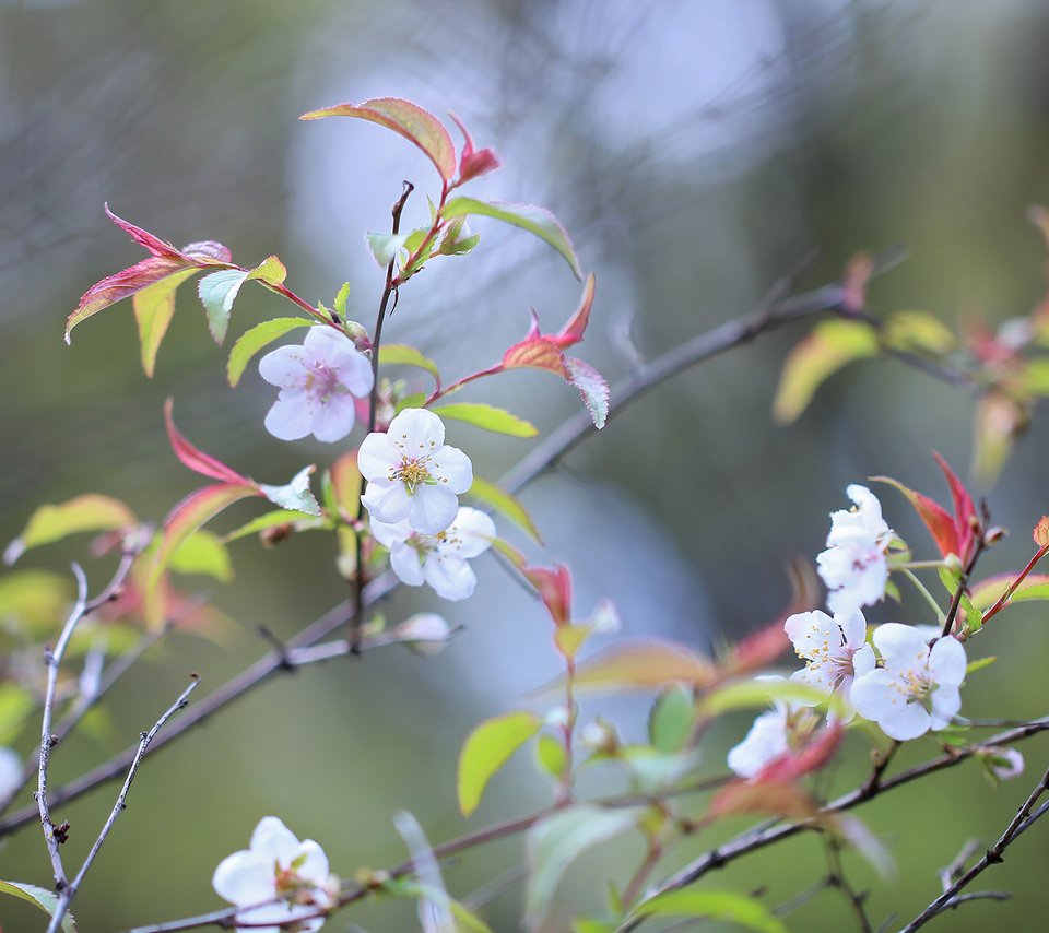 Обои цветы, природа, дерево, цветение, фон, ветки, весна, flowers, nature, tree, flowering, background, branches, spring разрешение 2048x1365 Загрузить