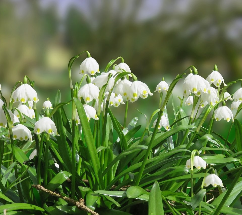 Обои цветы, листья, весна, белоцветник, flowers, leaves, spring, snowflake разрешение 1920x1178 Загрузить