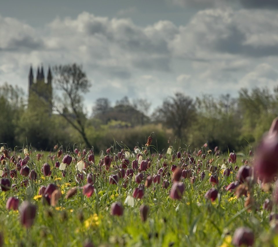 Обои небо, цветы, облака, деревья, поле, лето, замок, the sky, flowers, clouds, trees, field, summer, castle разрешение 2000x1180 Загрузить