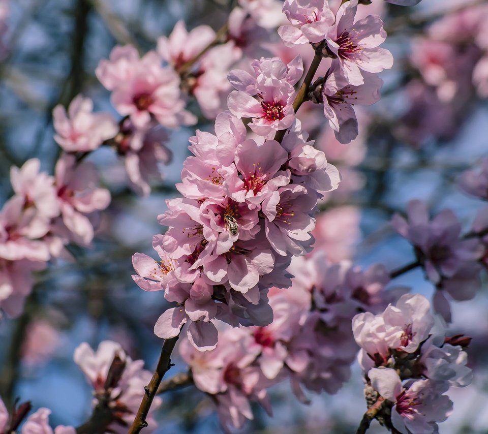 Обои дерево, цветение, ветки, весна, tree, flowering, branches, spring разрешение 2048x1365 Загрузить