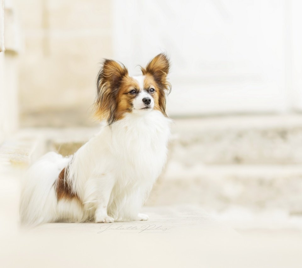 Обои фон, взгляд, собака, папильон, background, look, dog, papillon разрешение 2560x1707 Загрузить