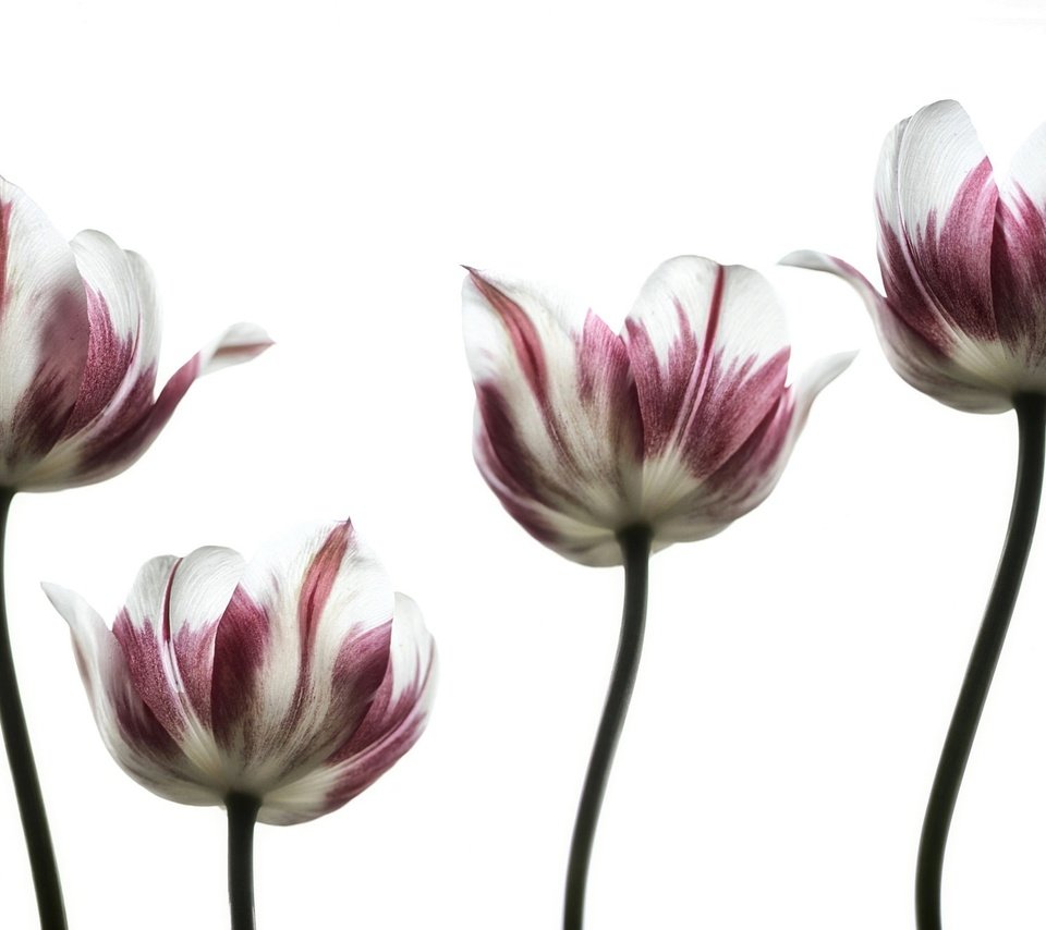 Обои цветы, лепестки, весна, тюльпаны, белый фон, тюльпан, стебель, flowers, petals, spring, tulips, white background, tulip, stem разрешение 2048x1320 Загрузить