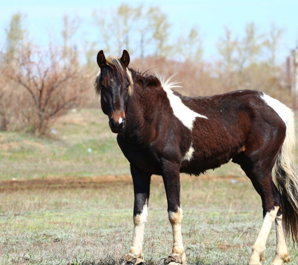 Обои лошадь, взгляд, конь, грива, степь, хвост, horse, look, mane, the steppe, tail разрешение 1920x1280 Загрузить