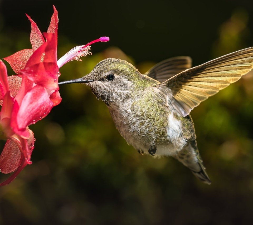 Обои макро, цветок, птица, кактус, колибри, боке, macro, flower, bird, cactus, hummingbird, bokeh разрешение 2000x1334 Загрузить