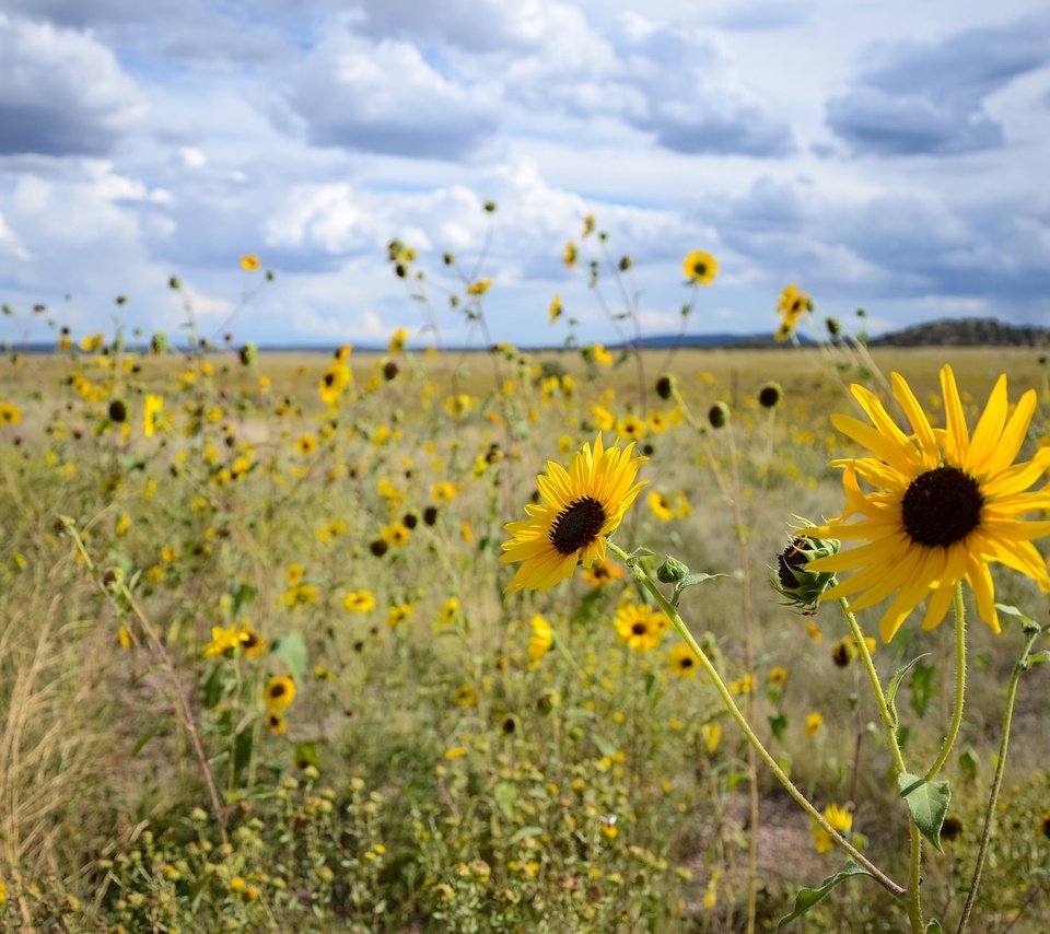 Обои небо, цветы, облака, поле, боке, the sky, flowers, clouds, field, bokeh разрешение 2048x1278 Загрузить