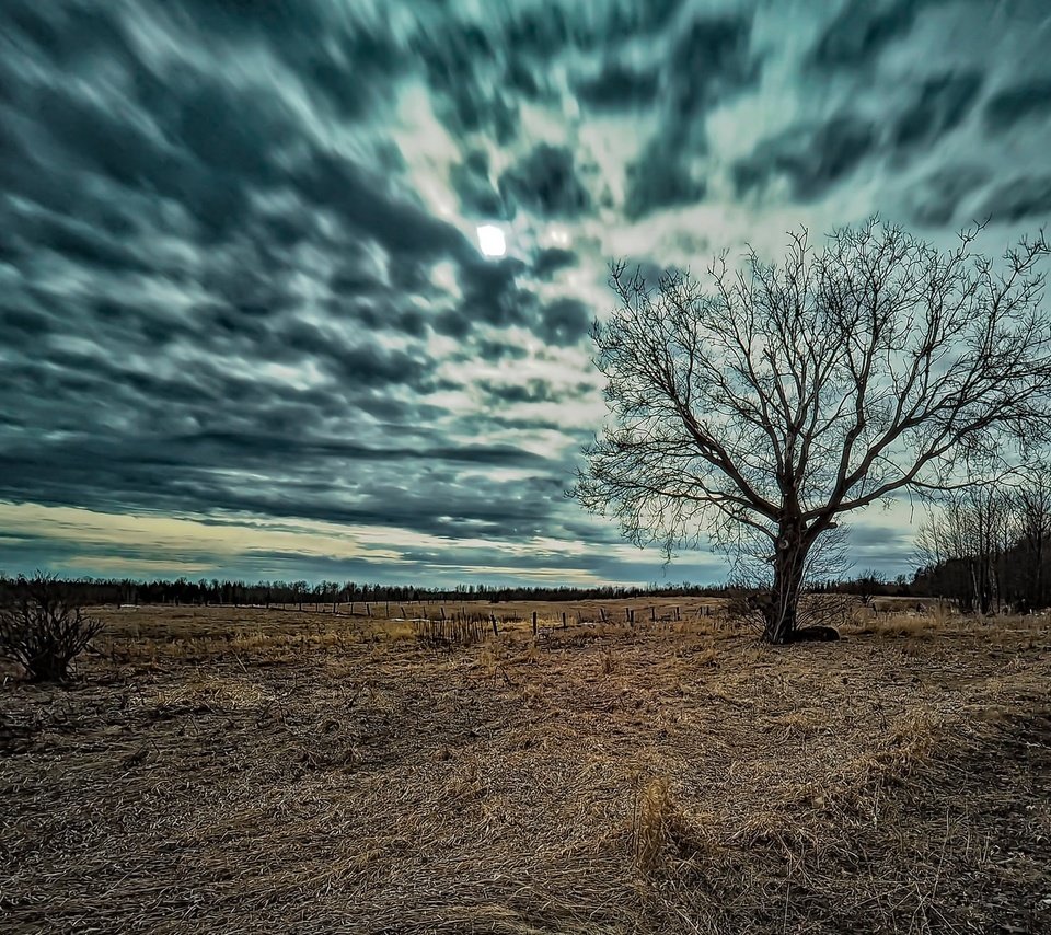 Обои небо, природа, дерево, фон, поле, the sky, nature, tree, background, field разрешение 2048x1304 Загрузить