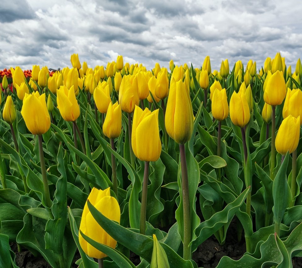 Обои цветение, поле, весна, тюльпаны, желтые, нидерланды, голландия, flowering, field, spring, tulips, yellow, netherlands, holland разрешение 2048x1365 Загрузить