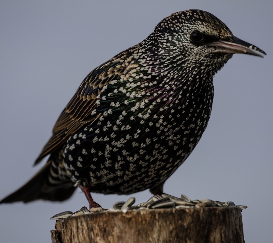 Обои природа, птица, клюв, перья, скворец, nature, bird, beak, feathers, starling разрешение 2048x1299 Загрузить