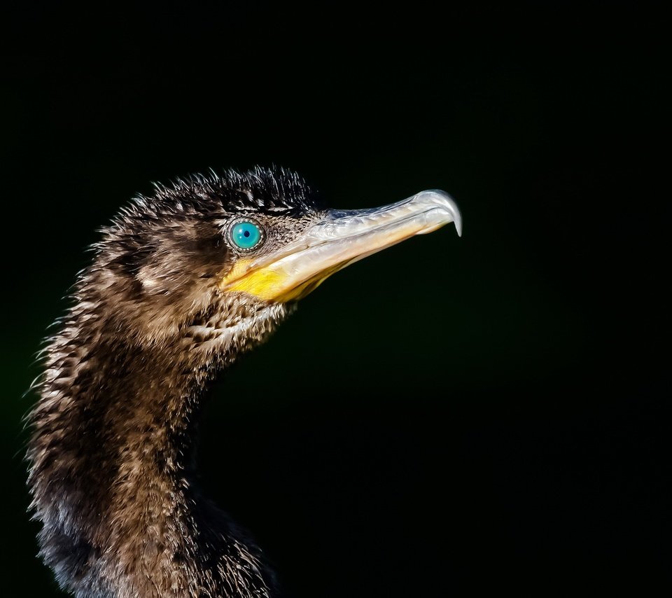 Обои птица, клюв, черный фон, баклан, phalacrocorax brasilianus, bigua, bird, beak, black background, cormorant разрешение 2048x1323 Загрузить