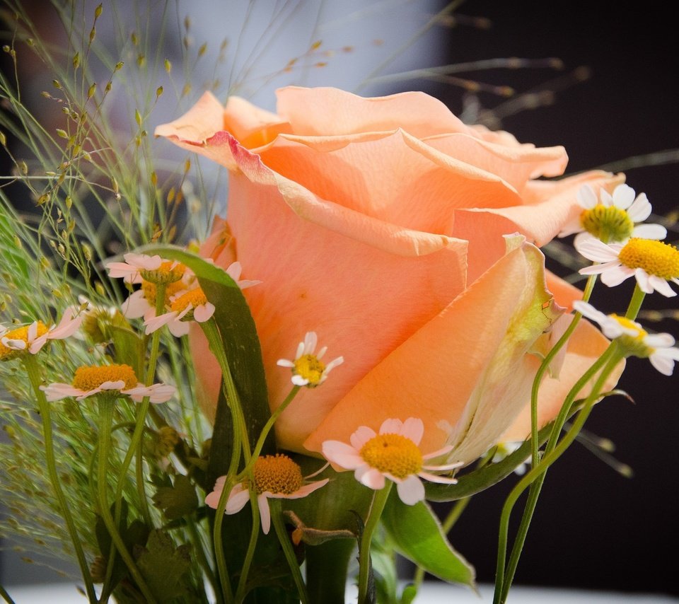 Обои цветы, роза, ромашки, букет, flowers, rose, chamomile, bouquet разрешение 2048x1106 Загрузить