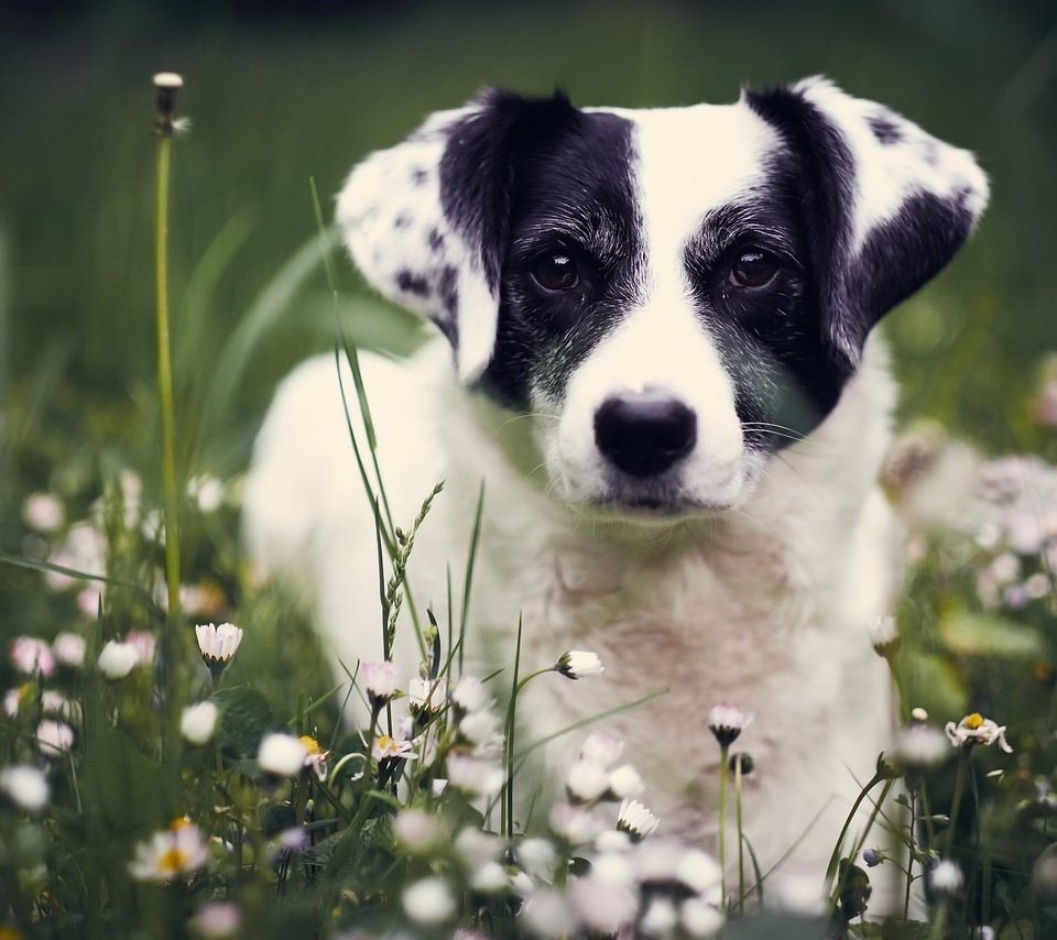 Обои цветы, взгляд, собака, ромашки, друг, flowers, look, dog, chamomile, each разрешение 2048x1333 Загрузить