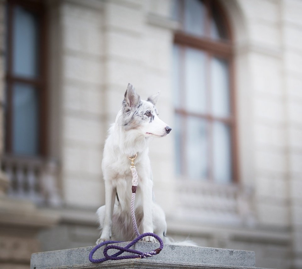 Обои собака, пятна, боке, поводок, бордер-колли, alicja zmysłowska, witty&white, dog, spot, bokeh, leash, the border collie разрешение 2048x1365 Загрузить