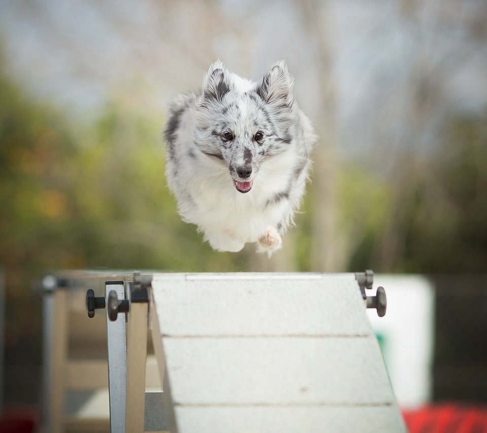 Обои собака, прыжок, alicja zmysłowska, барьер, dog, jump, barrier разрешение 2048x1365 Загрузить