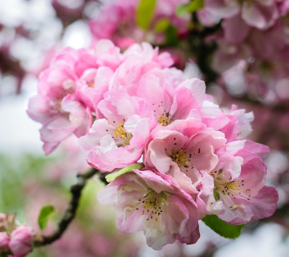 Обои ветка, цветение, весна, розовые, сакура, branch, flowering, spring, pink, sakura разрешение 2400x1526 Загрузить