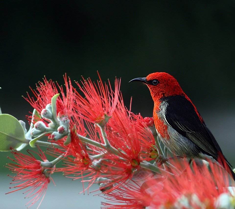 Обои природа, птица, хвост, оперение, алая мизомела, мизомела, nature, bird, tail, scarlet myzomela, myzomela разрешение 6165x4108 Загрузить