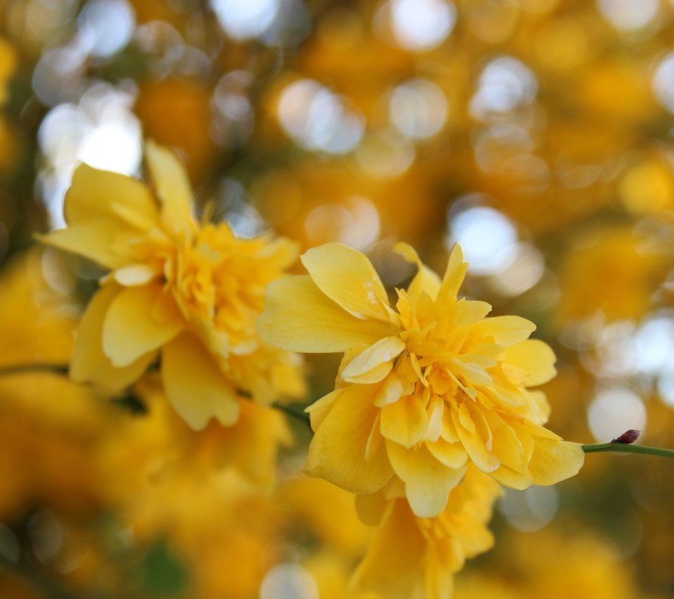 Обои цветы, желтый, макро, весна, куст, жёлтая, керрия, flowers, yellow, macro, spring, bush, kerry разрешение 5184x3456 Загрузить