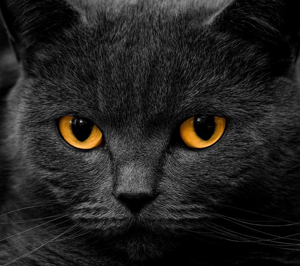 Обои глаза, фон, кот, усы, кошка, взгляд, дымчатый кот, eyes, background, cat, mustache, look, smokey cat разрешение 2000x1125 Загрузить