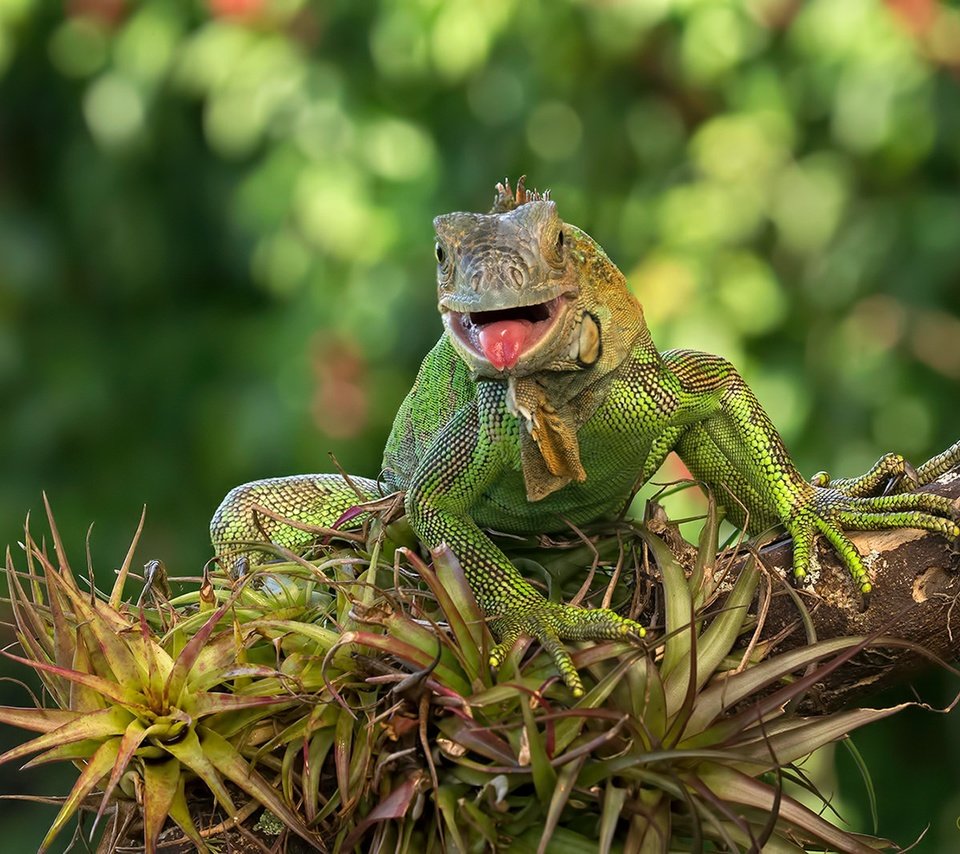 Обои ящерица, зеленая, игуана, lizard, green, iguana разрешение 1920x1280 Загрузить