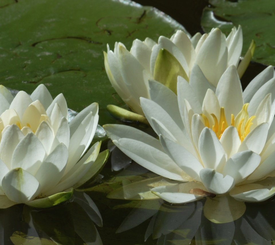 Обои цветы, листья, пруд, кувшинки, нимфея, водяные лилии, белые лилии, flowers, leaves, pond, water lilies, nymphaeum, white lilies разрешение 3840x2160 Загрузить