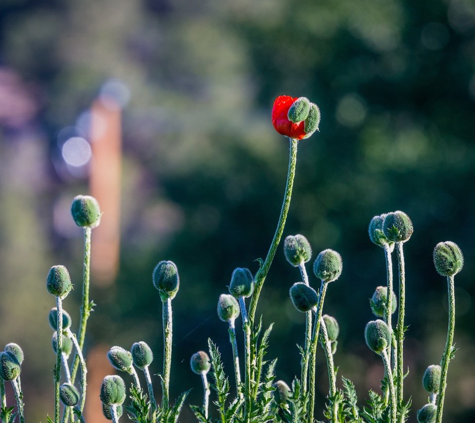 Обои бутоны, мак, стебли, головки, боке, buds, mac, stems, head, bokeh разрешение 4494x2996 Загрузить