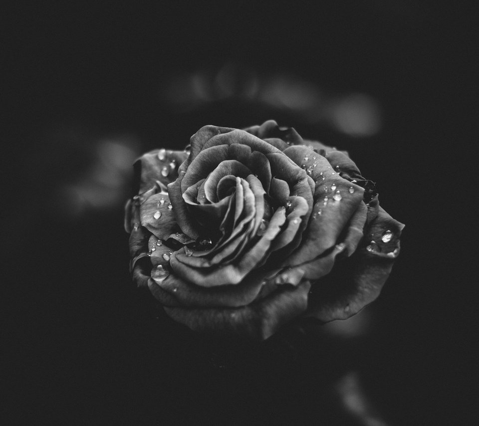 Обои цветок, капли, роза, лепестки, чёрно-белое, flower, drops, rose, petals, black and white разрешение 2048x1365 Загрузить