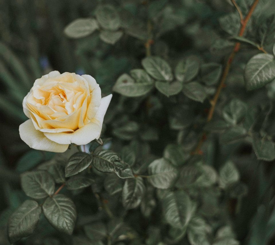 Обои листья, цветок, роза, лепестки, куст, leaves, flower, rose, petals, bush разрешение 5852x3658 Загрузить