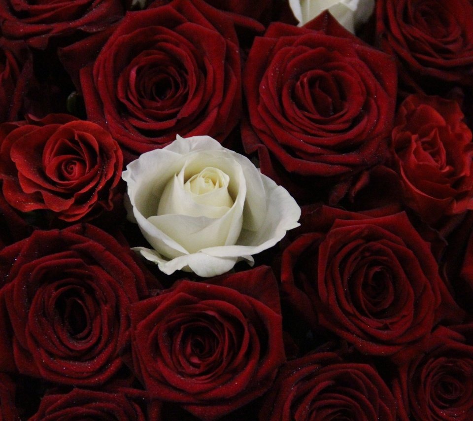Обои цветы, бутоны, розы, красные, букет, роза белая, flowers, buds, roses, red, bouquet, rose white разрешение 5184x3456 Загрузить