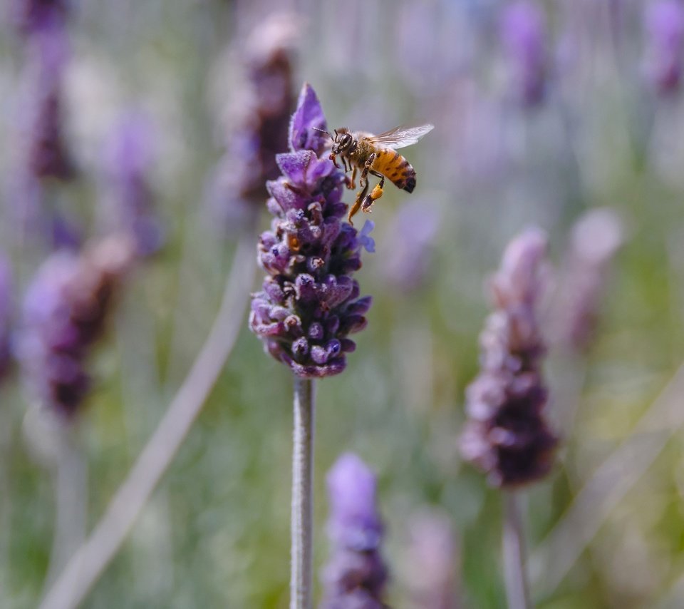 Обои цветы, насекомое, лаванда, пчела, flowers, insect, lavender, bee разрешение 2048x1299 Загрузить