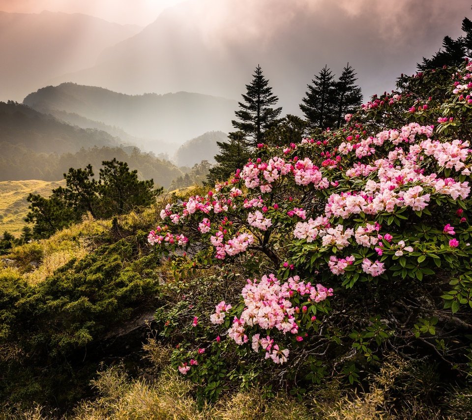 Обои цветы, горы, природа, туман, тайвань, азалия, рододендрон, jeff lee, flowers, mountains, nature, fog, taiwan, azalea, rhododendron разрешение 2048x1368 Загрузить