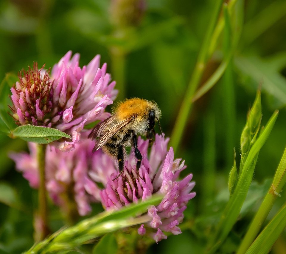 Обои цветы, трава, клевер, насекомое, пчела, полевые цветы, flowers, grass, clover, insect, bee, wildflowers разрешение 2319x1550 Загрузить