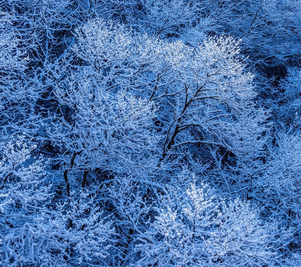 Обои деревья, снег, лес, зима, ветки, иней, trees, snow, forest, winter, branches, frost разрешение 2880x1964 Загрузить