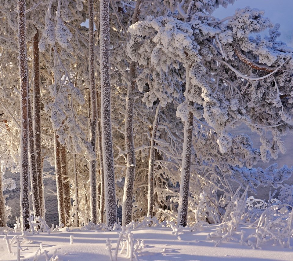 Обои деревья, снег, зима, иней, trees, snow, winter, frost разрешение 2400x1595 Загрузить