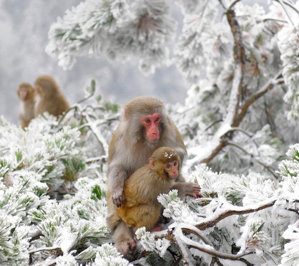 Обои деревья, снежные обезьяны, снег, зима, китай, макаки, заповедник, обезьяны, японский макак, trees, snow monkeys, snow, winter, china, macaques, reserve, monkey, japanese macaques разрешение 1920x1080 Загрузить