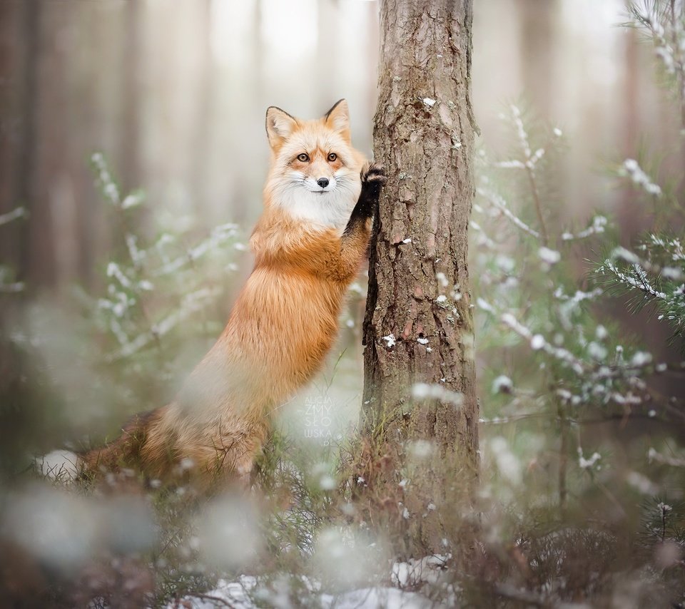 Обои лес, зима, лиса, лисица, животное, forest, winter, fox, animal разрешение 2048x1366 Загрузить