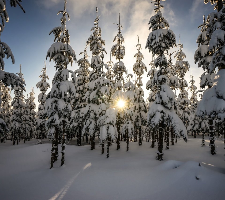 Обои деревья, лес, зима, утро, ели, еди, солнечный свет, trees, forest, winter, morning, ate, edi, sunlight разрешение 2048x1412 Загрузить