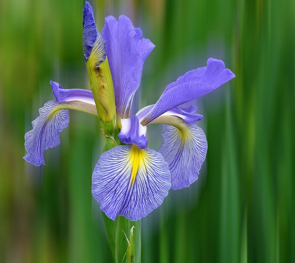 Обои природа, макро, цветок, лепестки, ирис, nature, macro, flower, petals, iris разрешение 2048x1360 Загрузить