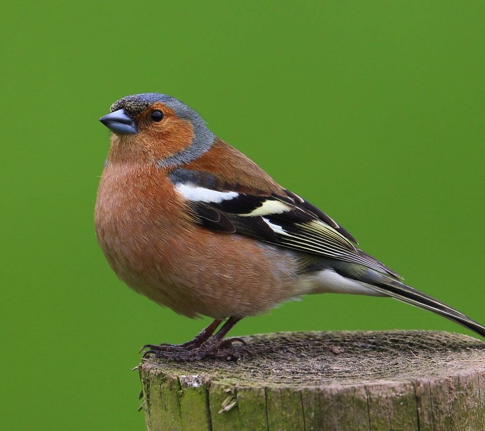 Обои птицы, птица, животное, самец, зяблик, birds, bird, animal, male, chaffinch разрешение 2648x1900 Загрузить