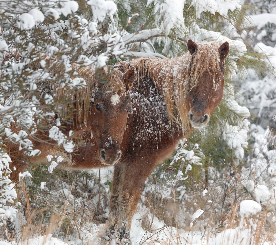 Обои снег, зима, лошади, кони, snow, winter, horse, horses разрешение 2048x1546 Загрузить