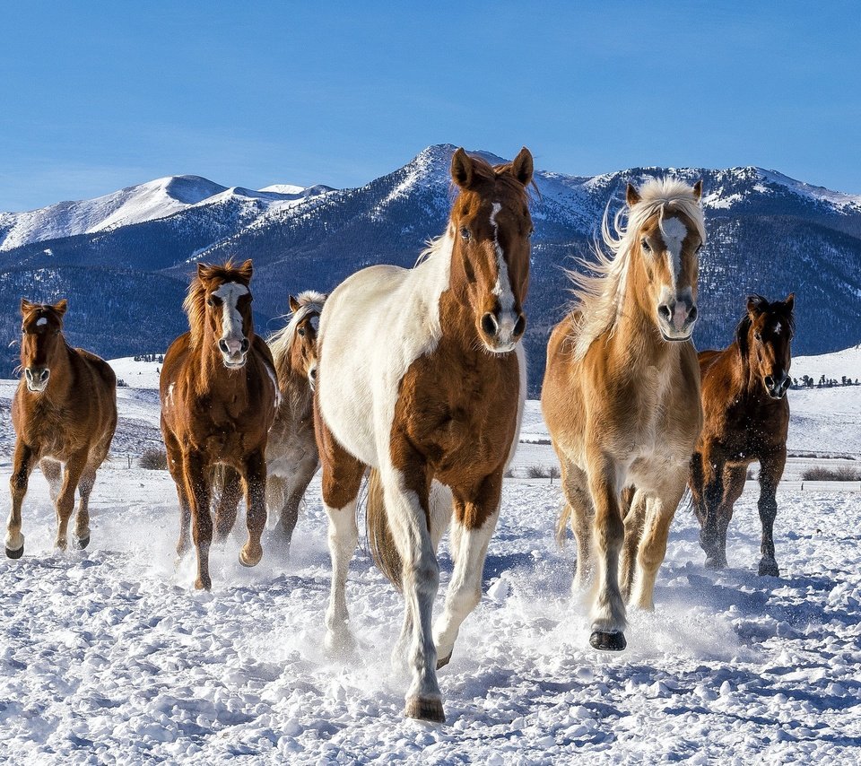 Обои снег, зима, лошади, кони, табун, snow, winter, horse, horses, the herd разрешение 2048x1365 Загрузить