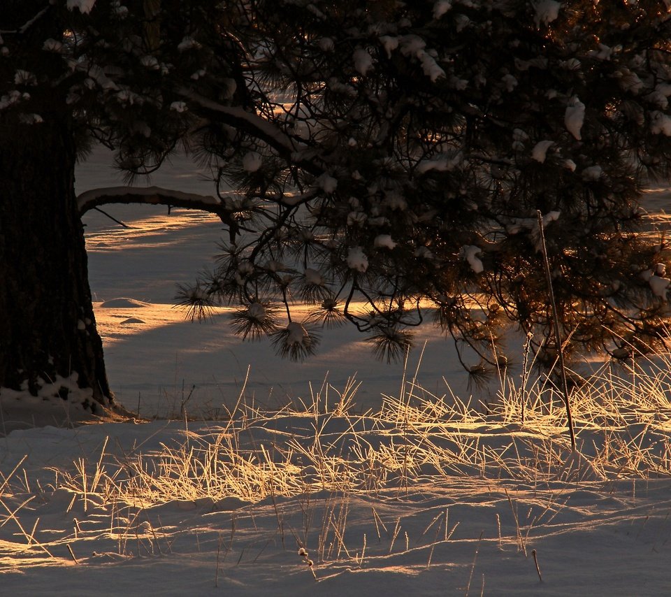 Обои свет, снег, дерево, хвоя, зима, утро, ветки, сосна, light, snow, tree, needles, winter, morning, branches, pine разрешение 2048x1365 Загрузить