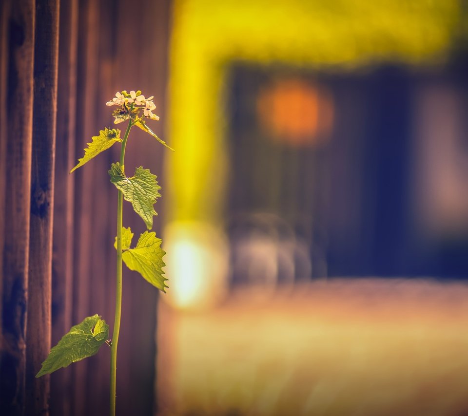 Обои трава, фон, забор, размытость, растение, grass, background, the fence, blur, plant разрешение 2560x1607 Загрузить